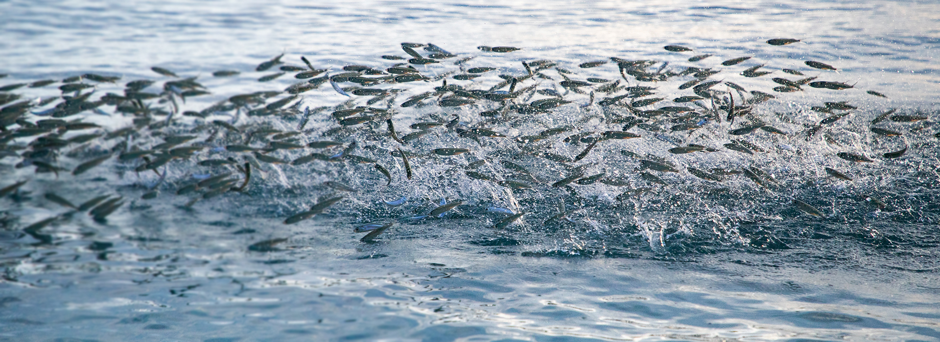 How Extruded Aqua Feed Differs From Pelleted Fish Feed: A Complete Comparison